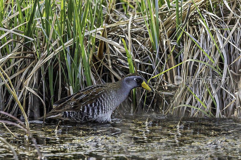 sora (Porzana carolina)是一种小水鸟科，有时也被称为sora rail或sora crake。马勒尔国家野生动物保护区，俄勒冈州。鹤形目,秧鸡科。